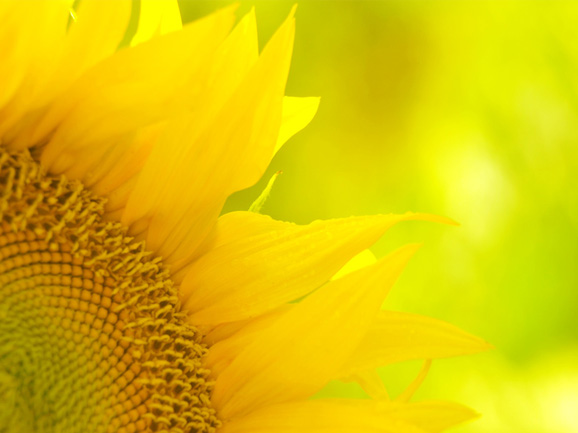 zonnebloem